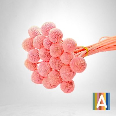 Craspedia criogenata, set x20 Candy Pink