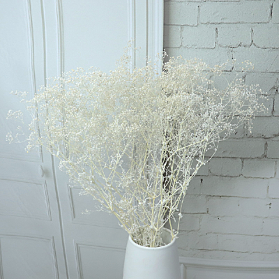Gypsophila MINI criogenata, 50g Alb
