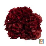 Hortensia criogenata, Macro Bordo
