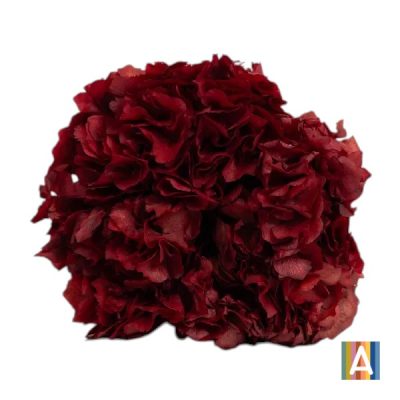 Hortensia criogenata, Macro Bordo