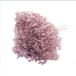 Hortensia criogenata, cu flori mici Liliac Pal 20cm