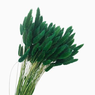 Lagurus premium verde inchis set 100g