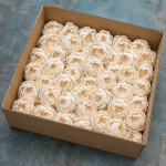 Pachet en-gross 50buc Capete Bujor 10cm alb natur