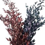 Ruscus Italian stabilizat