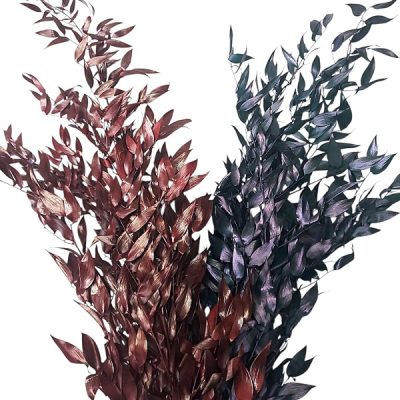 Ruscus Italian stabilizat