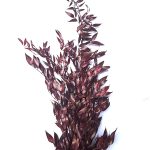 Ruscus Italian stabilizat, bordo set 80cm