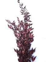 Ruscus Italian stabilizat, bordo set 80cm