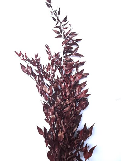 Ruscus Italian stabilizat, bordo set 80cm