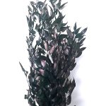 Ruscus Italian stabilizat