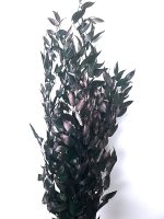 Ruscus Italian stabilizat