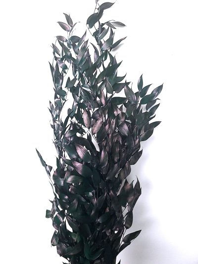 Ruscus Italian stabilizat