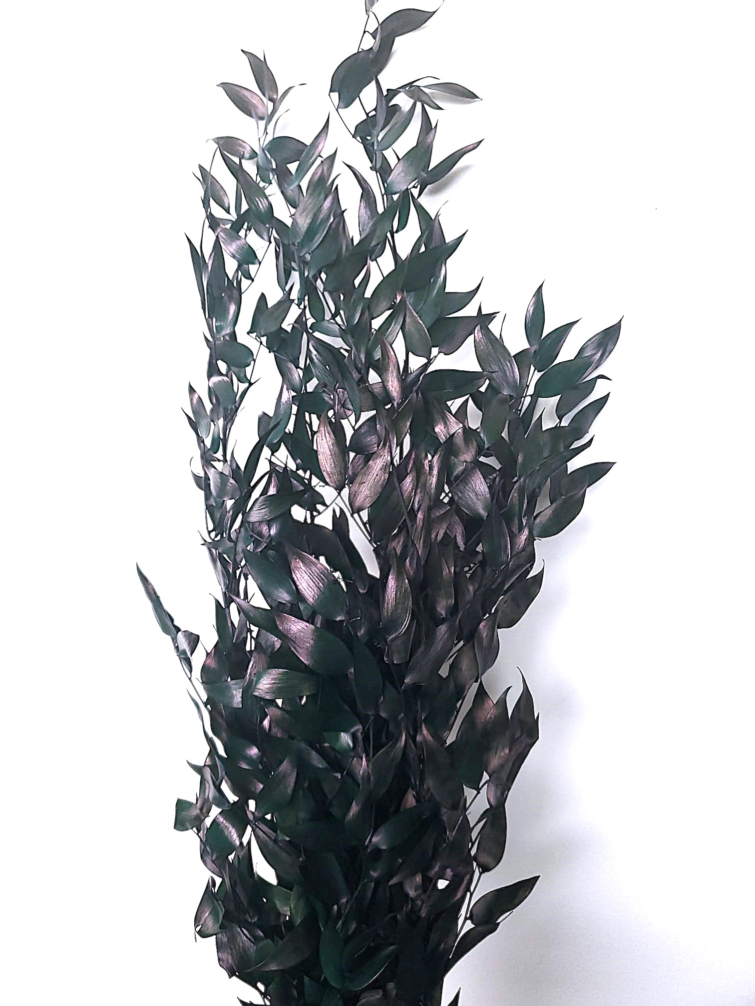 Ruscus Italian stabilizat Ruscus Italian stabilizat
