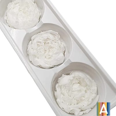 Set Bujor criogenat, 7cm x3 Alb