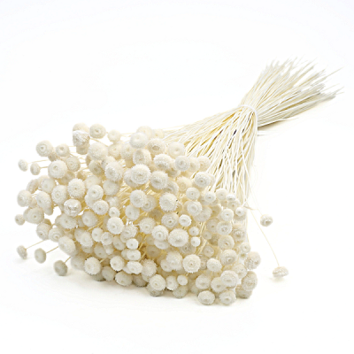 Amarelino criogenat XTR 45cm Alb