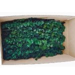 Eucalipt spirală stabilizat verde vrac pentru tablouri vegetale și pereți verzi