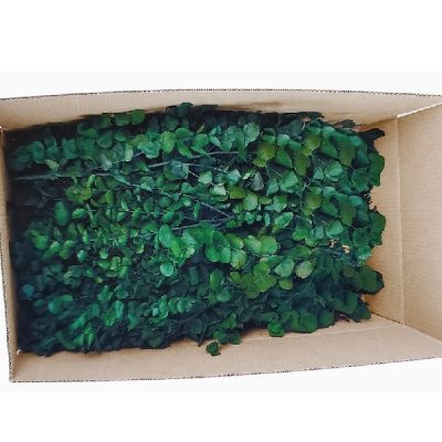 Eucalipt spirală stabilizat verde vrac pentru tablouri vegetale și pereți verzi