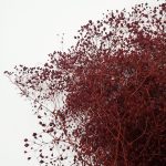 Floarea miresei Gypsophila stabilizata XTR 100g Bordo