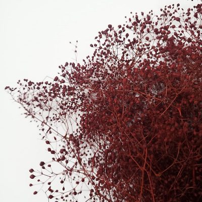 Floarea miresei Gypsophila stabilizata XTR 100g Bordo