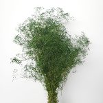 Gypsophila stabilizată XTR Verde – floarea miresei în buchet de nuntă