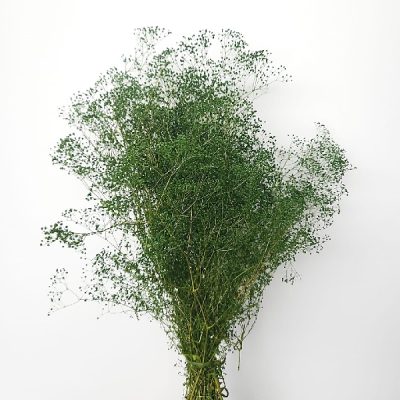 Gypsophila stabilizată XTR Verde – floarea miresei în buchet de nuntă