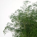 Floarea miresei Gypsophila stabilizata XTR 100g Verde