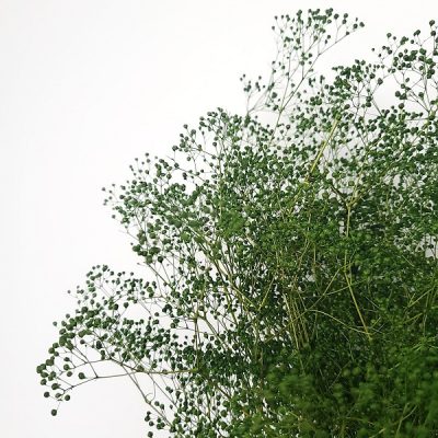 Floarea miresei Gypsophila stabilizata XTR 100g Verde