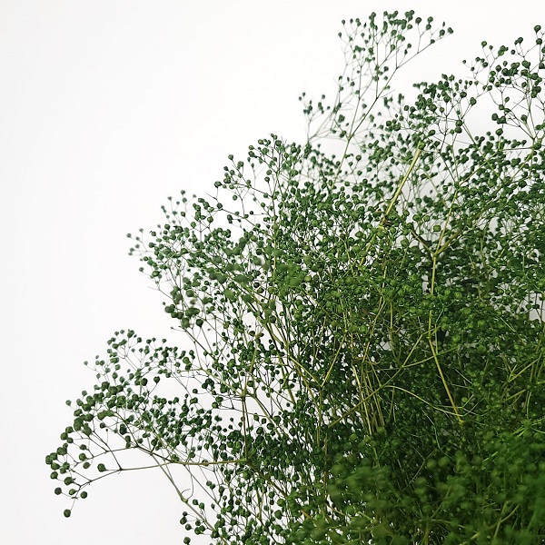 Floarea miresei Gypsophila stabilizata XTR 100g Verde Floarea miresei Gypsophila stabilizata XTR 100g Verde