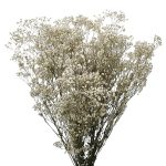 Gypsophila Paniculata stabilizata XTR Natur ALB 100g