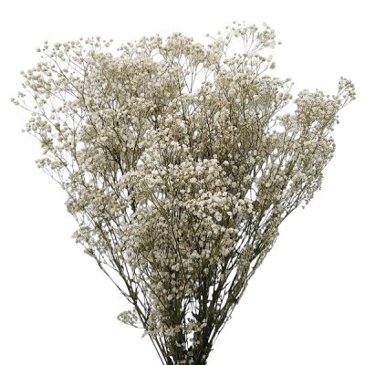 Gypsophila Paniculata stabilizata XTR Natur ALB 100g