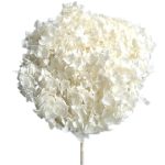 Hortensia criogenata, flori mici IVORY