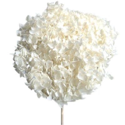 Hortensia criogenata, flori mici IVORY