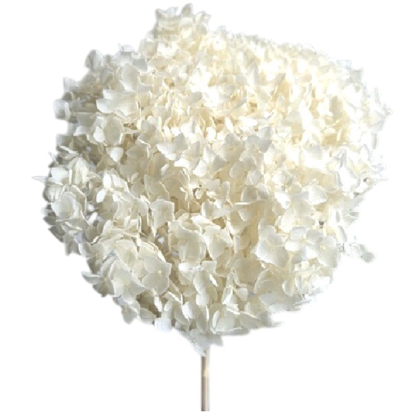 Hortensia criogenata, flori mici IVORY Hortensia criogenata, flori mici IVORY