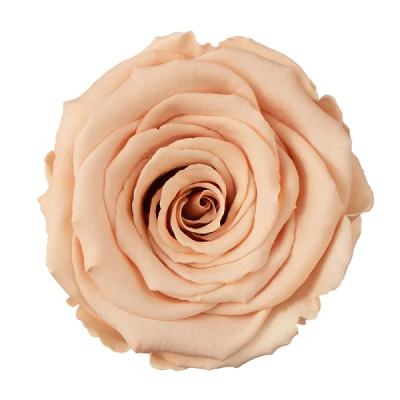 Trandafir criogenat RA 5cm Caramel