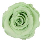 Trandafir criogenat RA 5cm Verde mar 04