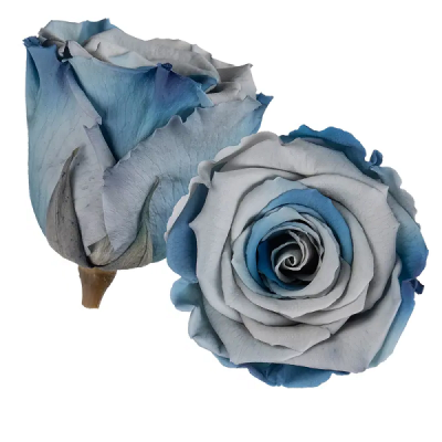 Trandafir criogenat RA 5cm bicolor blue