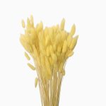 Lagurus premium Galben 100g