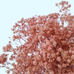 Floarea miresei stabilizată Glob roz cald 120g pentru buchete și aranjamente florale