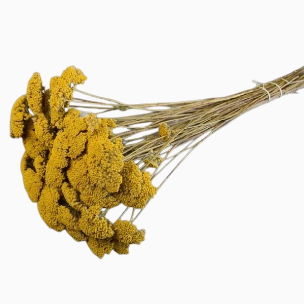 Buchet Achillea Galben natur set Buchet Achillea Galben natur set