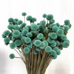 Flori uscate Nasturel Aqua 50cm