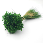 Glixia Marcela PR 50g 30cm Verde