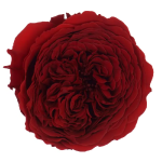 Trandafir criogenat Amelia Rosu intunecat D4cm