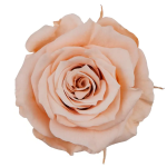 Trandafir criogenat RA XS 3cm Piersica 01